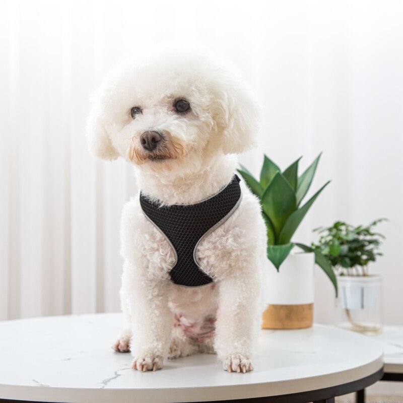 Elevate Your Pet's Walking Experience with Our Luxurious Harness